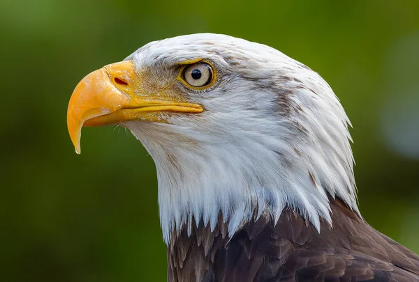 Side Close View Bald Eagle Haliaeetus Leucocephalus — Stockfoto