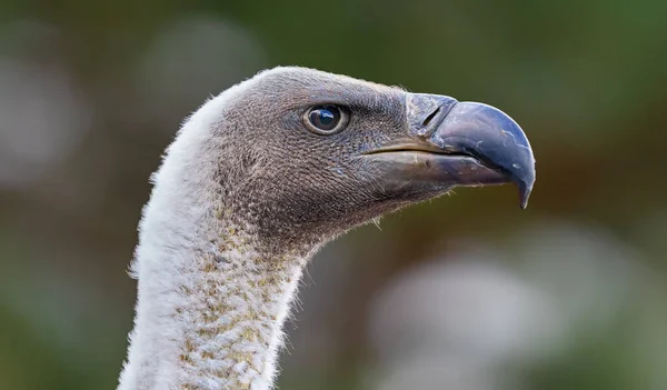 Zijportret Van Een Gier Met Witte Rug Gyps Africanus — Stockfoto