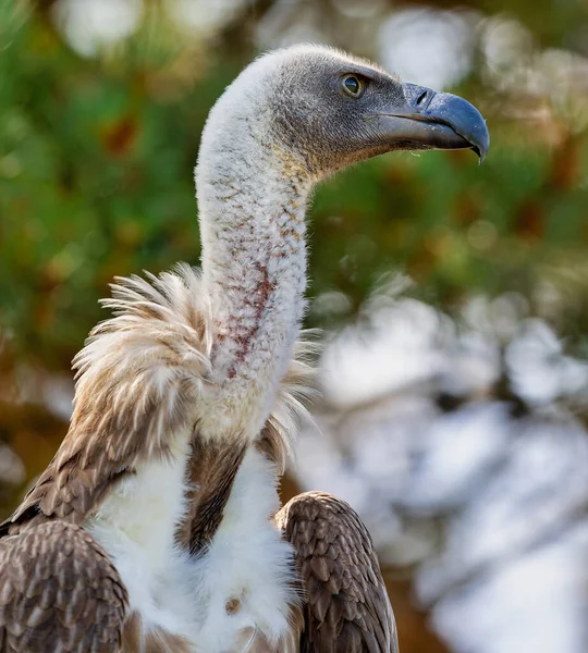 Close Beeld Van Een White Backed Gier Gyps Africanus — Stockfoto