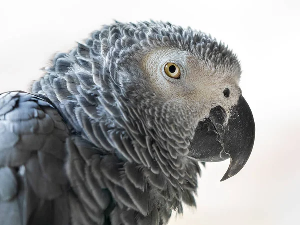 Close View African Grey Parrot Psittacus Erithacus — Stock Photo, Image