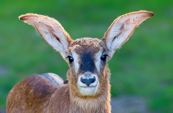 Gros Plan Frontal Une Jeune Antilope Roane Hippotragus Equinus — Photo