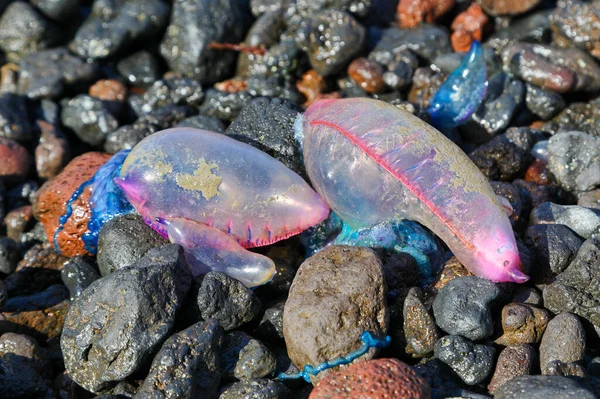 Close View Portuguese Man War Physalia Physalis Washed Beach Flores —  Fotos de Stock