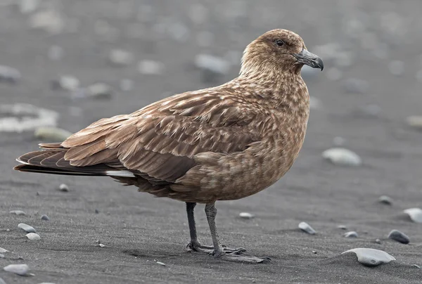 Close View Great Skua Stercorarius Skua Beach Jkulsarlon Iceland — 图库照片