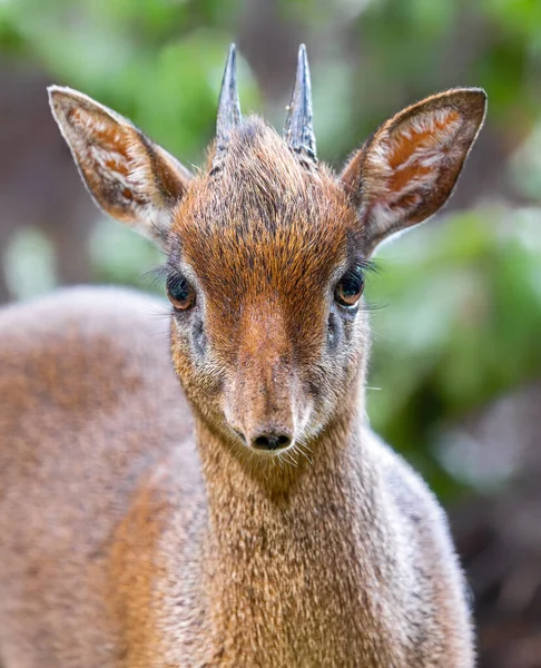 Frontal View Kirk Dik Dik Madoqua Kirkii — Stock Photo, Image