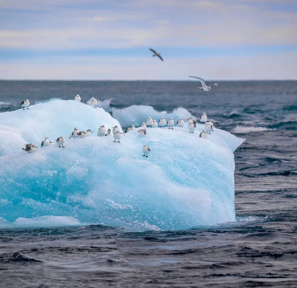 Iceberg Dérivant Avec Goélands Marins Près Lagon Des Glaciers Jkulsarlon — Photo