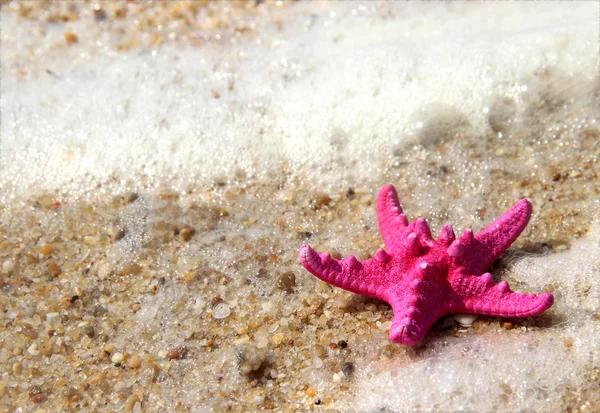 Pink starfish on the beach — Stock Photo, Image