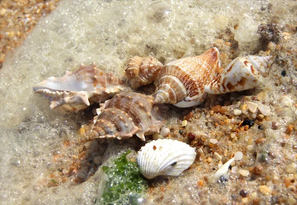 Shells taken away ashore — Stock Photo, Image