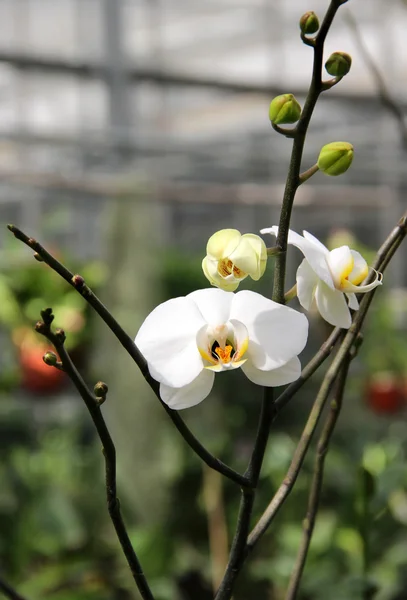 Белоцветущая орхидея — стоковое фото