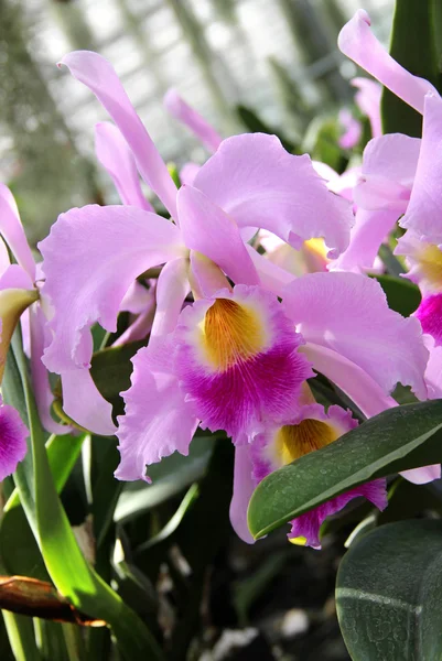 Розовая цветущая орхидея — стоковое фото