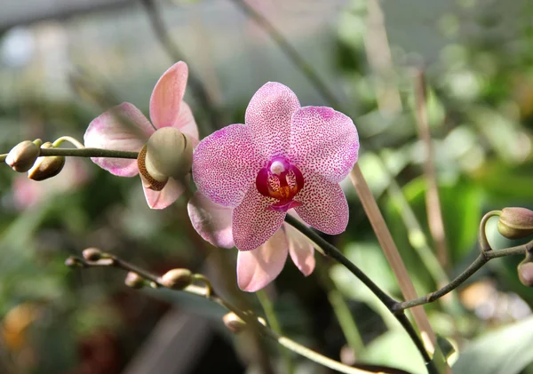 Розовая цветущая орхидея — стоковое фото