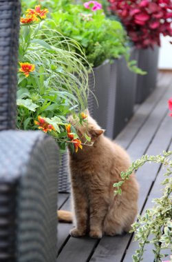 Modern Teras kedi ve çiçekler