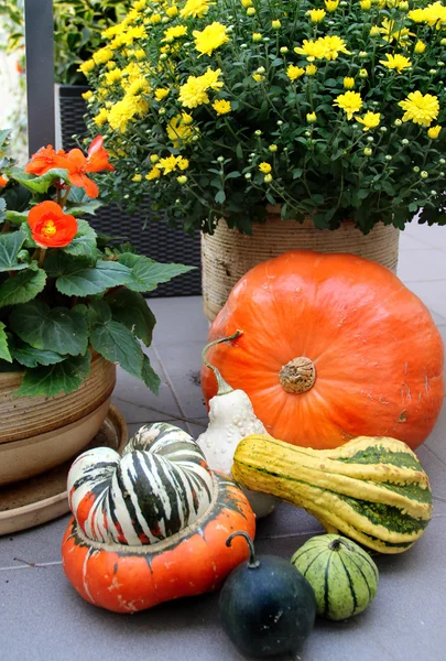 Produtos hortícolas de outono — Fotografia de Stock