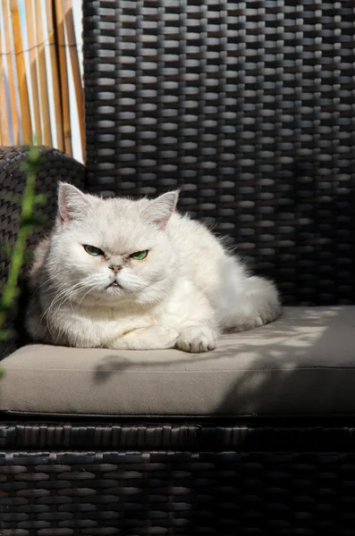 Branco gato bonito sentado no terraço ensolarado — Fotografia de Stock