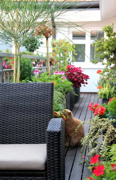 Moderna terrass med katt och blommor — Stockfoto