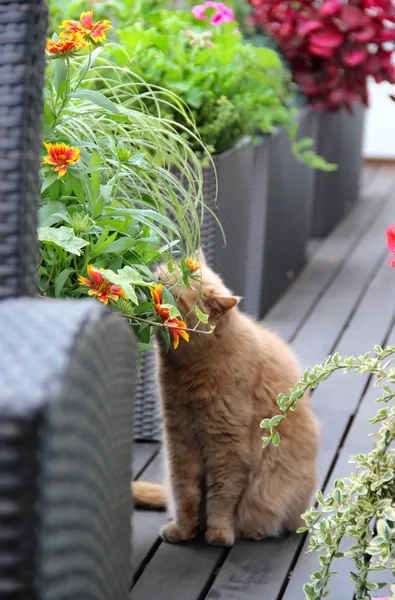 Modern Teras kedi ve çiçekler