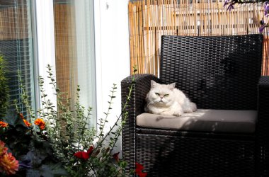 Güneşli terasta oturan beyaz güzel kedi