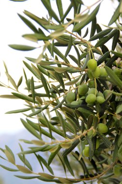 zeytin ağacı