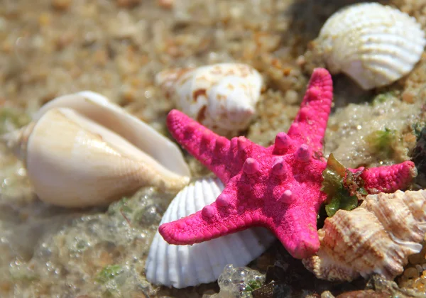 Pink starfish and shells on the beach — Stock Photo, Image