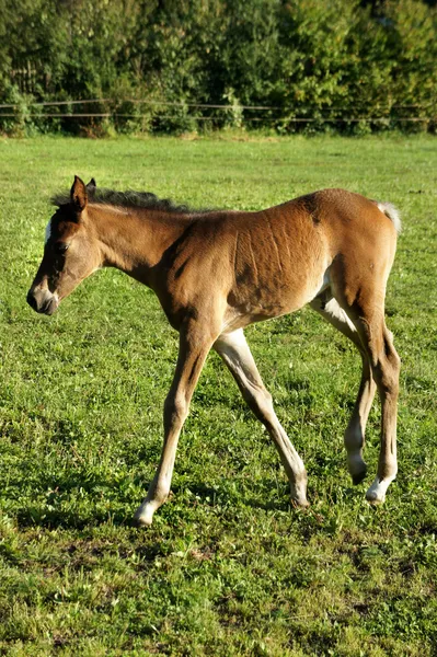 Small funny foal — Stock Photo, Image