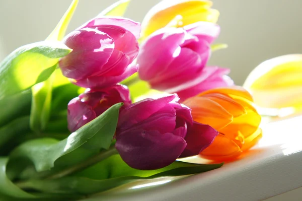 Mezcla de tulipanes — Foto de Stock