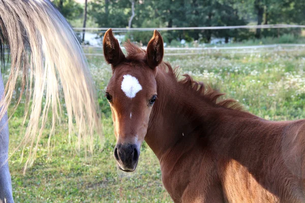 Horses — Stock Photo, Image