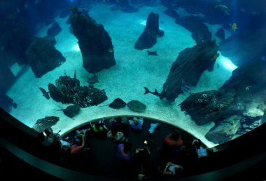 Deniz altı yaşamı