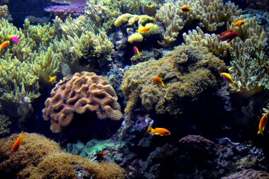 Sualtı egzotik deniz yaşamı
