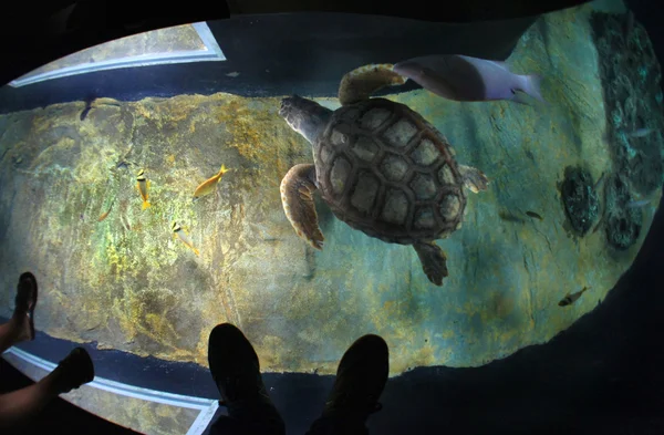 Tortugas en el oceanario de Lisboa — Foto de Stock