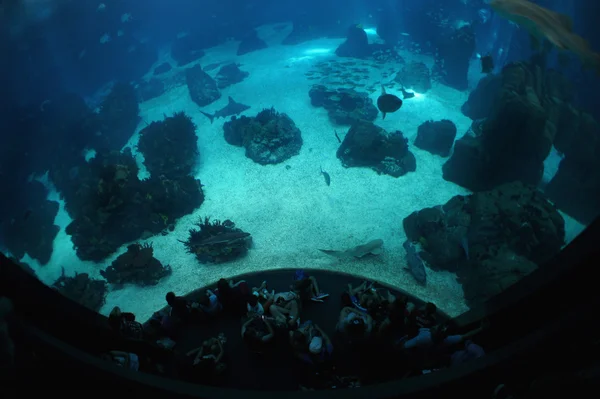 Onderwater zeeleven en bezoekers — Stockfoto