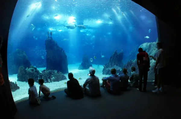 Підводний морського життя — стокове фото