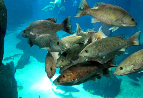 Ryby w Oceanie — Zdjęcie stockowe