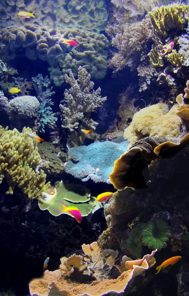 Sualtı egzotik deniz yaşamı — Stok fotoğraf