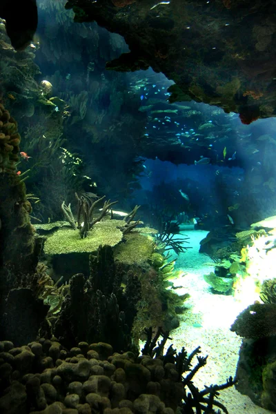 Підводне море життя і відвідувачі — стокове фото