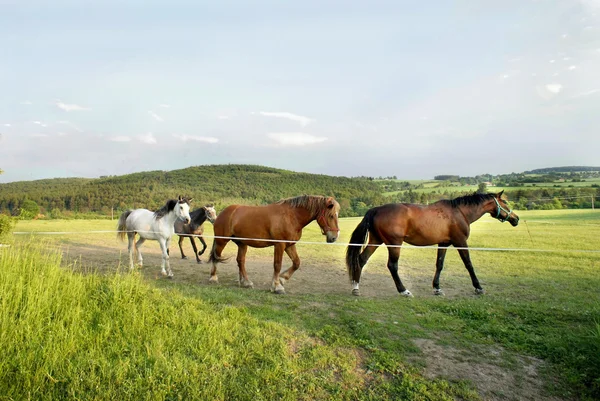Horses in the nature — Stock Photo, Image