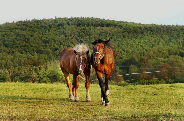 Running horses — Stock Photo, Image