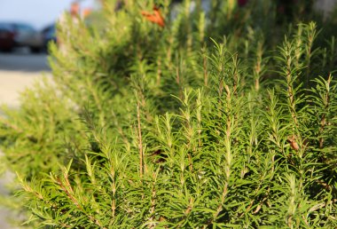 genç adam gramvousa, Yunanistan