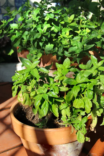 Herbs in the pot — Stock Photo, Image