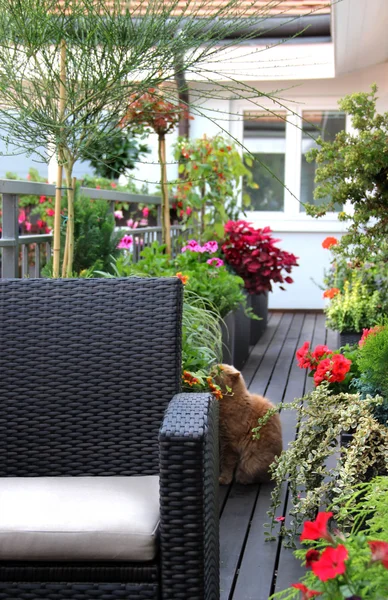 Moderne terras met een heleboel bloemen en grappige kat — Stockfoto