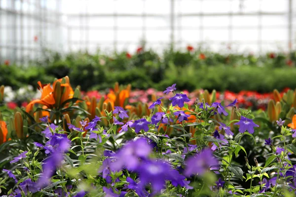 Üvegházhatást okozó virágok — Stock Fotó
