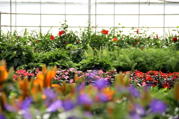 Virágok az üvegházhatású — Stock Fotó