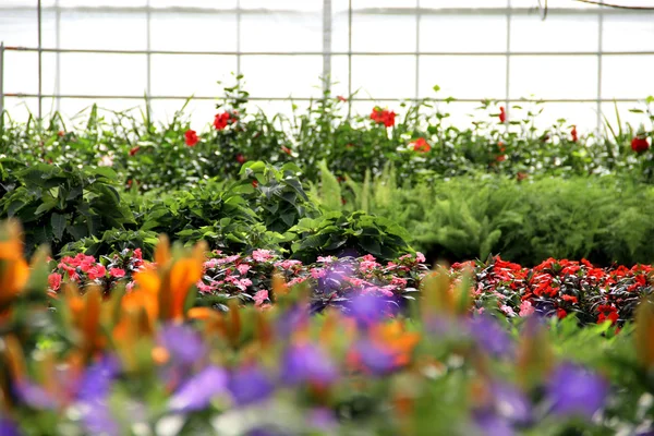 Blumen im Gewächshaus — Stockfoto