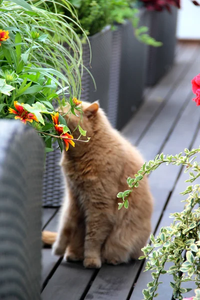 Modern terrace with a lot of flowers and funny cat