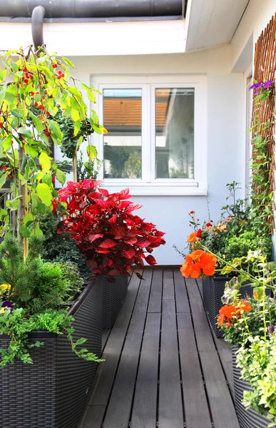 Moderna hermosa terraza con un montón de flores — Foto de Stock