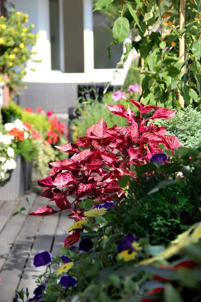 Terrasse und Blumen — Stockfoto
