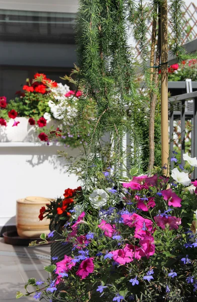 Moderne schöne Terrasse mit vielen Blumen — Stockfoto