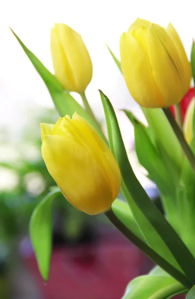 Żywe tulipany — Zdjęcie stockowe