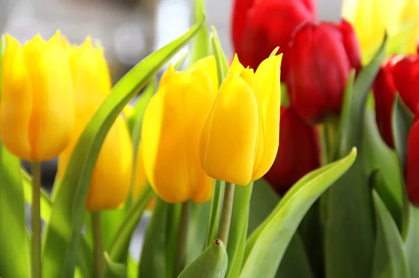 Tulipas — Fotografia de Stock