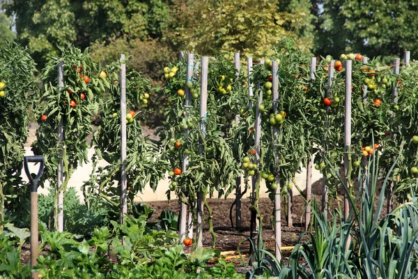 Овочевий сад — стокове фото
