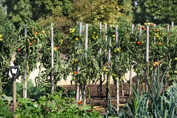 Gemüsegarten — Stockfoto