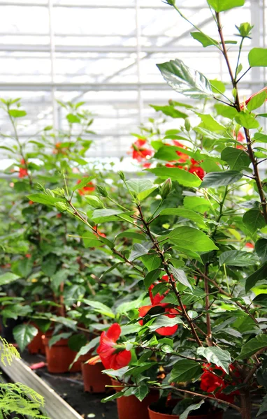 Flores na estufa — Fotografia de Stock